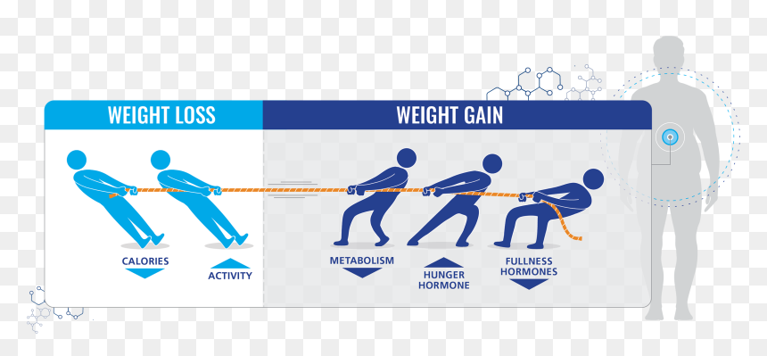 Physiological Effects Of Obesity, HD Png Download - tug of war png