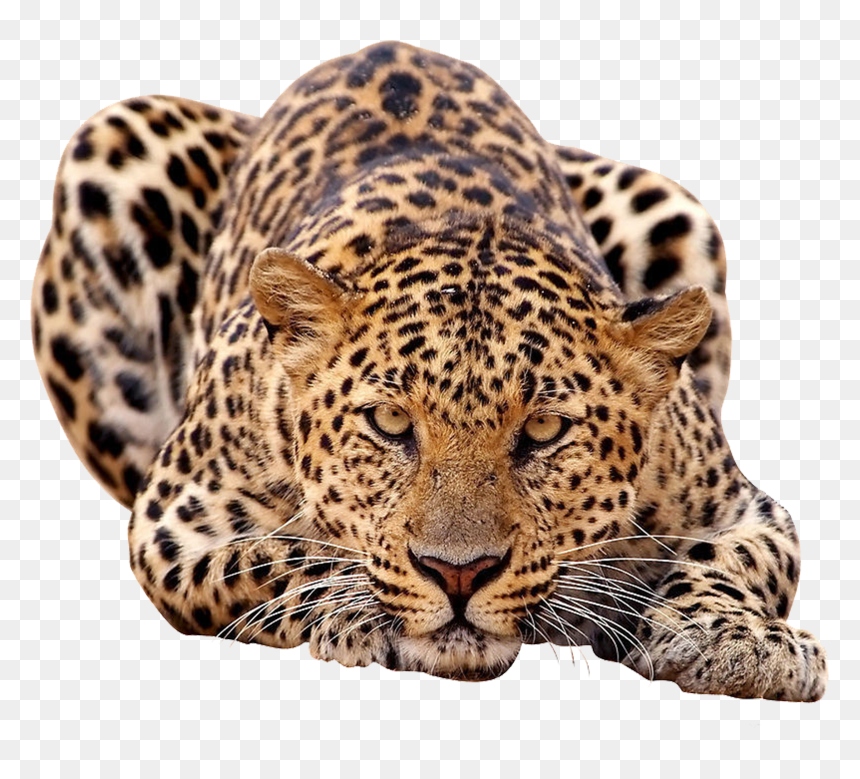 Leopard Clipart Amur Leopard - Amur Leopard Transparent Background, HD Png Download - jumping tiger png