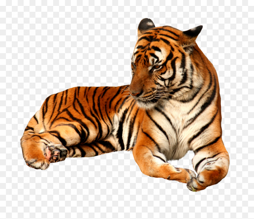 Tiger Png, Transparent Png - jumping tiger png