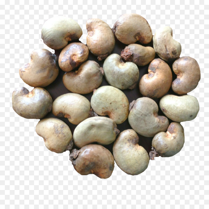 Original Raw Cashew Nuts For Sale - Raw Cashew Nuts Png, Transparent Png - cashews png