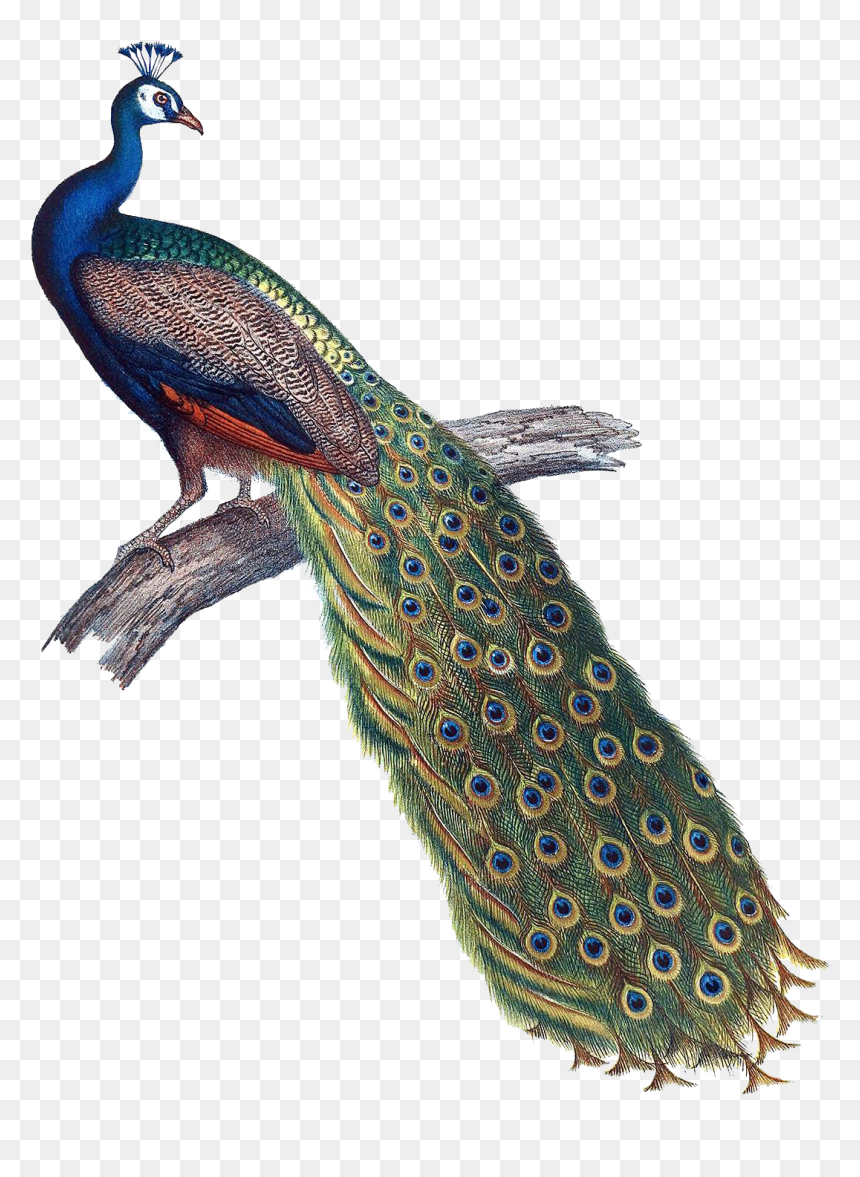 Transparent Background Peacock Photo Png, Png Download - peacock.png