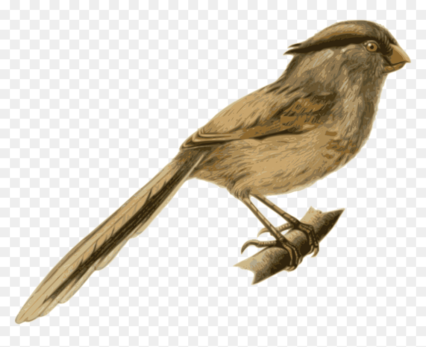 Bird, Feathers, Animal, Brown, Sitting, Twig, Branch - Feather Covered Animals Png, Transparent Png - bird feathers png