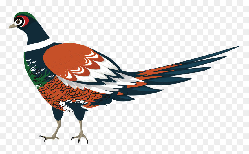 Turkey, HD Png Download - bird feathers png