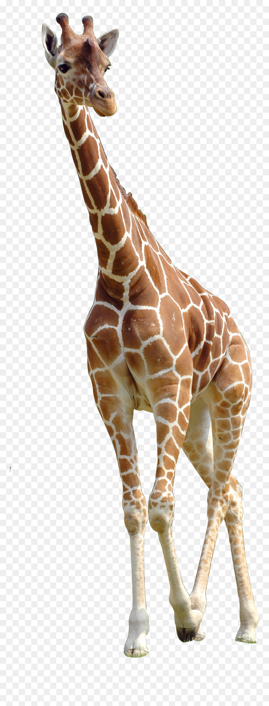 Northern Giraffe Download - Giraffe Png, Transparent Png - giraffe png images