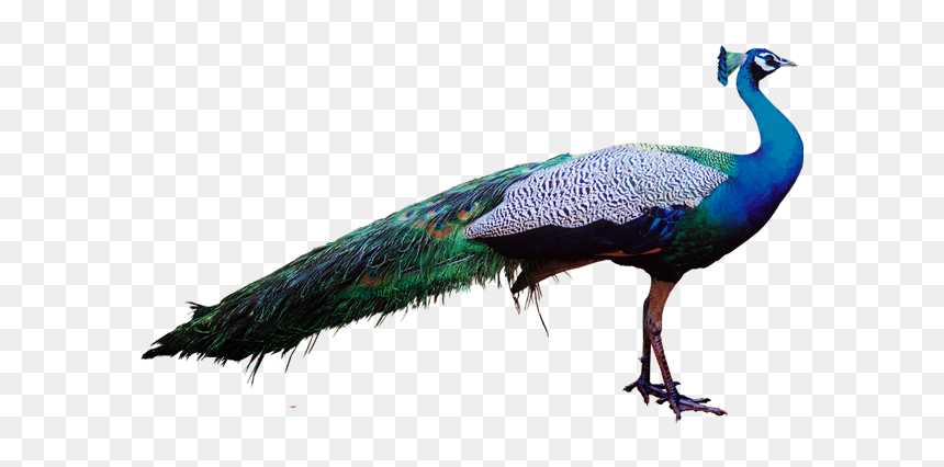 Peacock Psd Image Free - Peacock Images Png Hd, Transparent Png - peacock wing png
