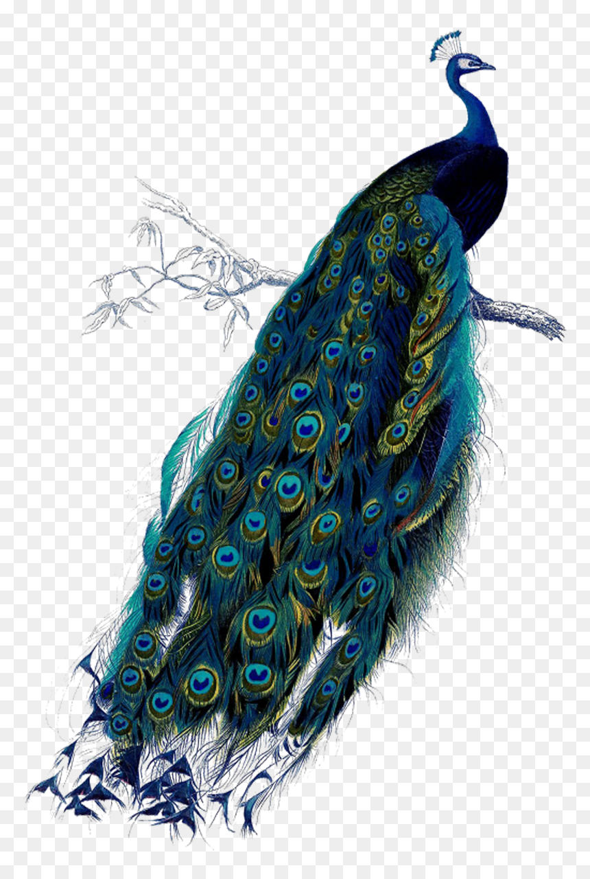 Peacock Png, Transparent Png - peacock wing png