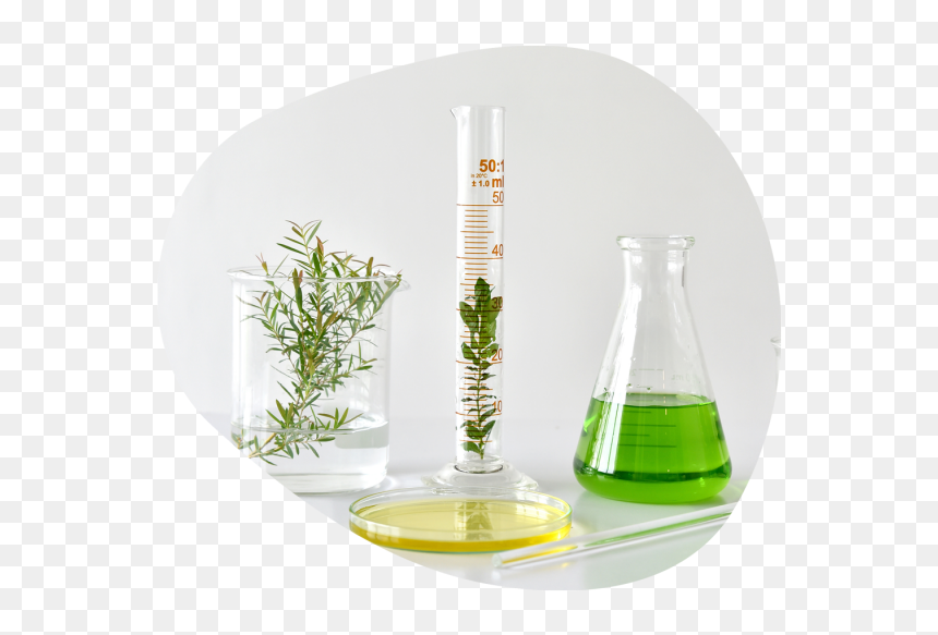 Lab Beaker With Botanical, HD Png Download - cosmetics items images png