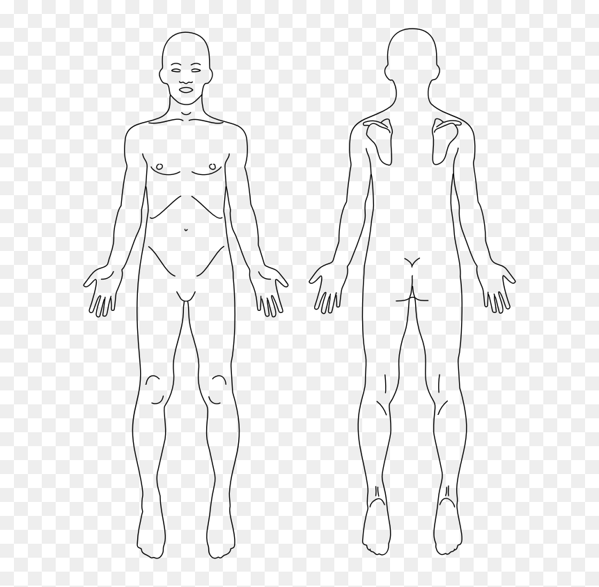 Male Anatomy Front And Back Line Art - Front And Back Anatomy, HD Png Download - person back png