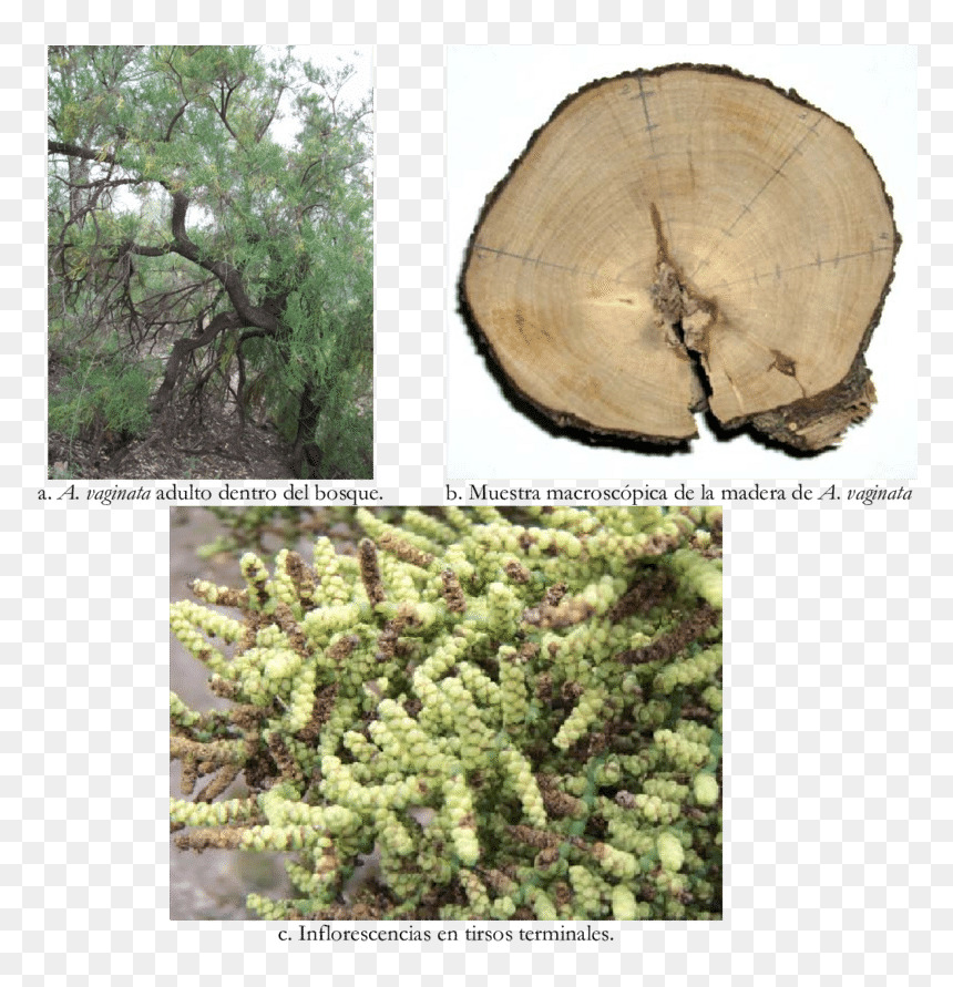 Mexican Pinyon, HD Png Download - arbusto png