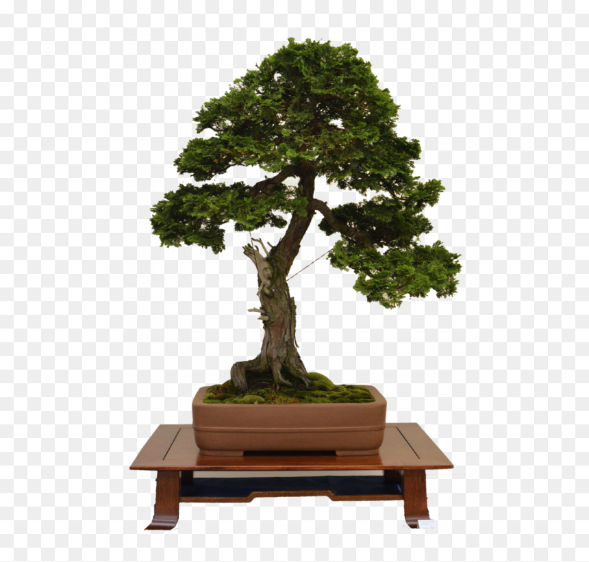 Sageretia Theezans, HD Png Download - arbusto png