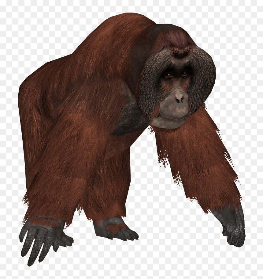 Orangutan Png, Transparent Png - harambe.png