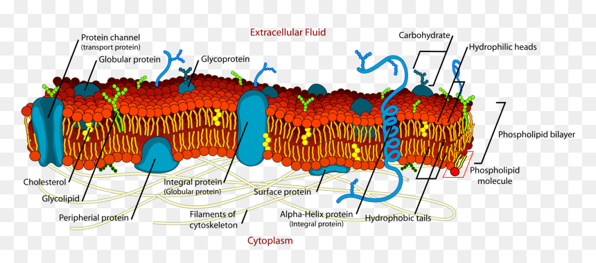 Does A Glycoprotein Look Like, HD Png Download - cell membrane png