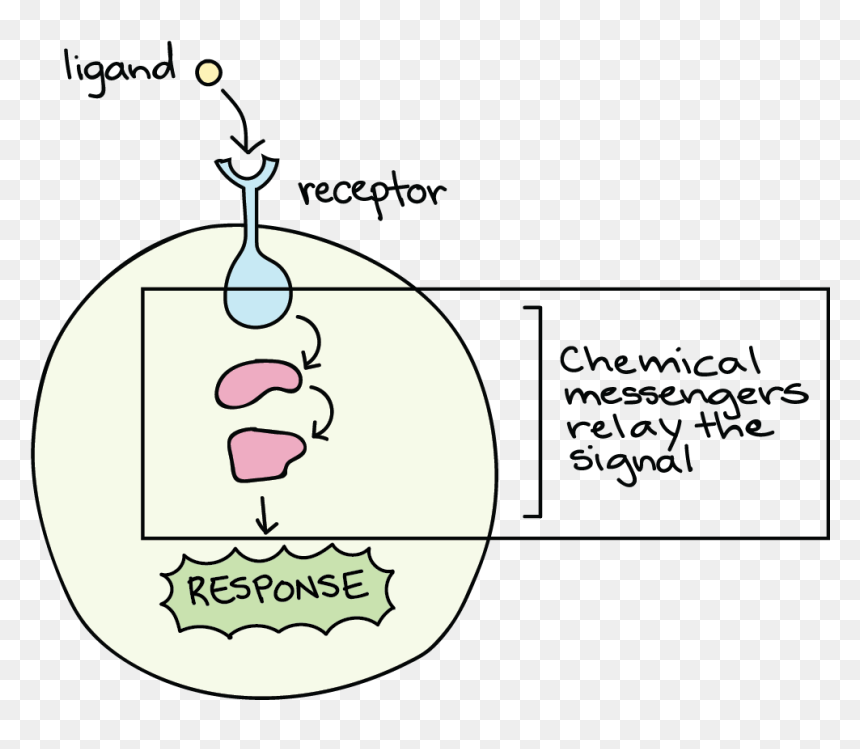 Transparent No Signal Png - Illustration, Png Download - cell membrane png