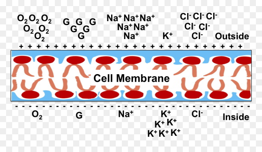 Red Blood Cells Membrane Potential, HD Png Download - cell membrane png