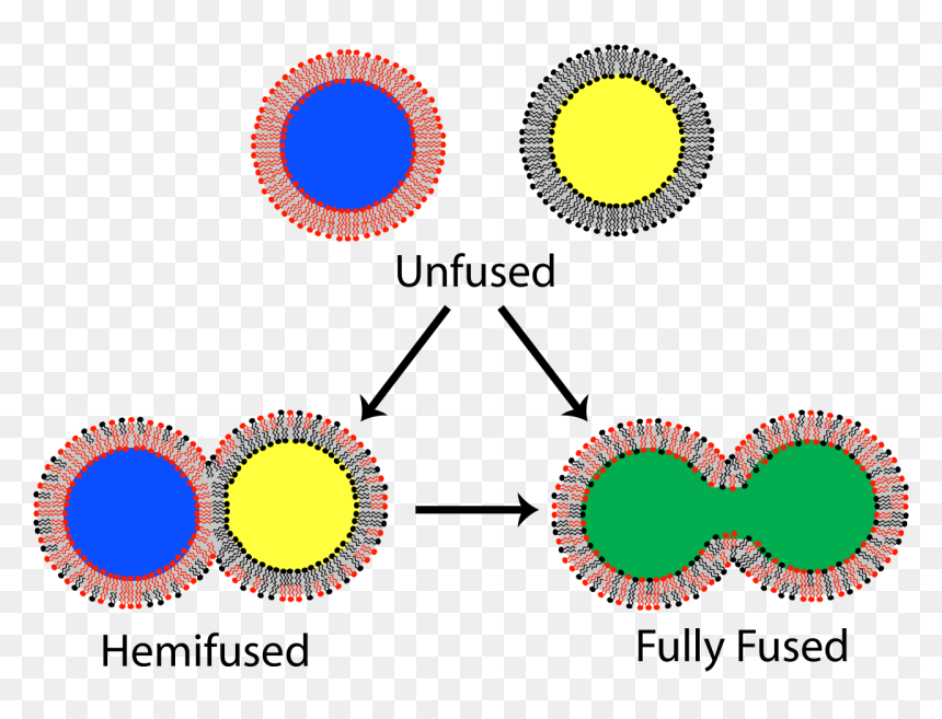 Lipid Bilayer Png - Bilayer Fusion, Transparent Png - cell membrane png
