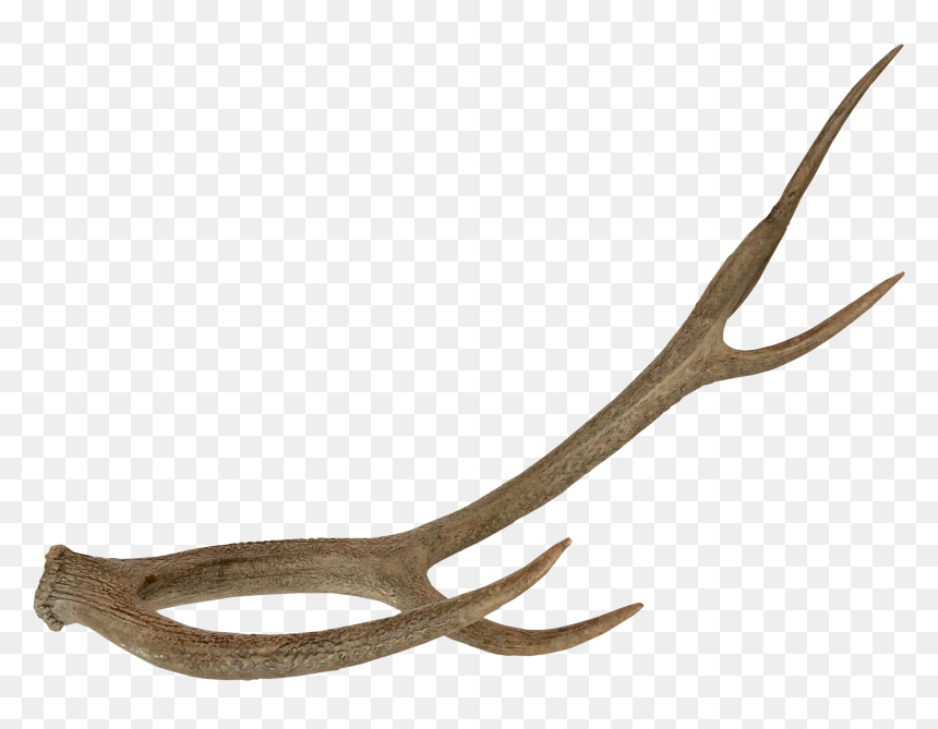 Five Prong Resin Horn - Deer Horn Png, Transparent Png - ram horns png