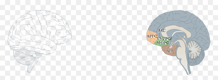Human Brain Clipart Png Download - Sketch, Transparent Png - human brain clipart png