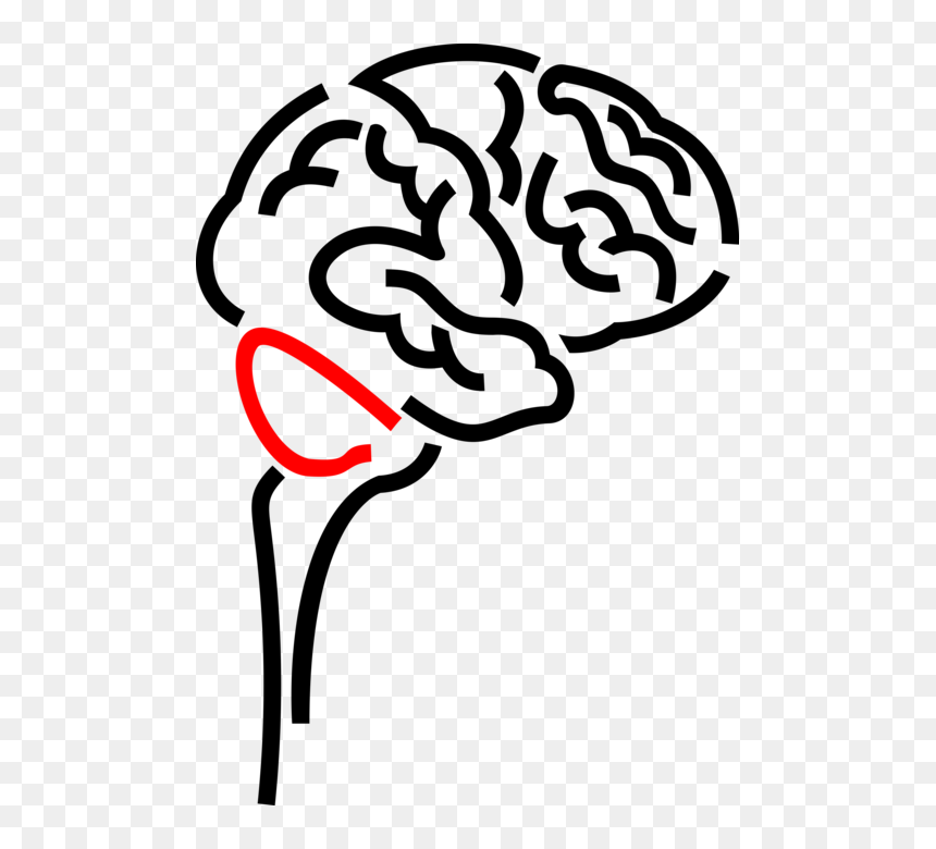 Brain Vector Png - Cerebro Png, Transparent Png - human brain clipart png