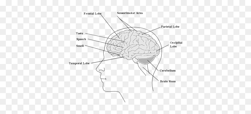 Human Brain - Sketch, HD Png Download - human brain clipart png