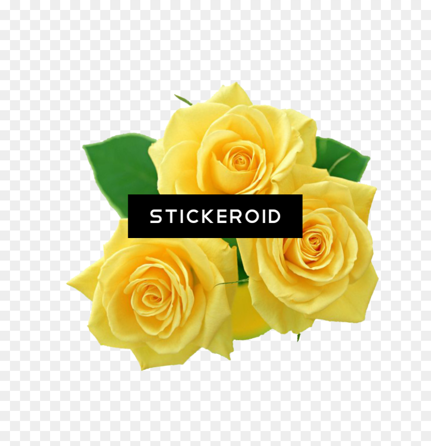 Pink Roses Flowers Bouquet - Yellow Rose Transparent Background, HD Png Download - rose flower bouquet png