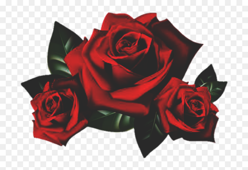 Rose Roses Flower Garden Red Nature - Rose Flowers Png, Transparent Png - png background hd nature