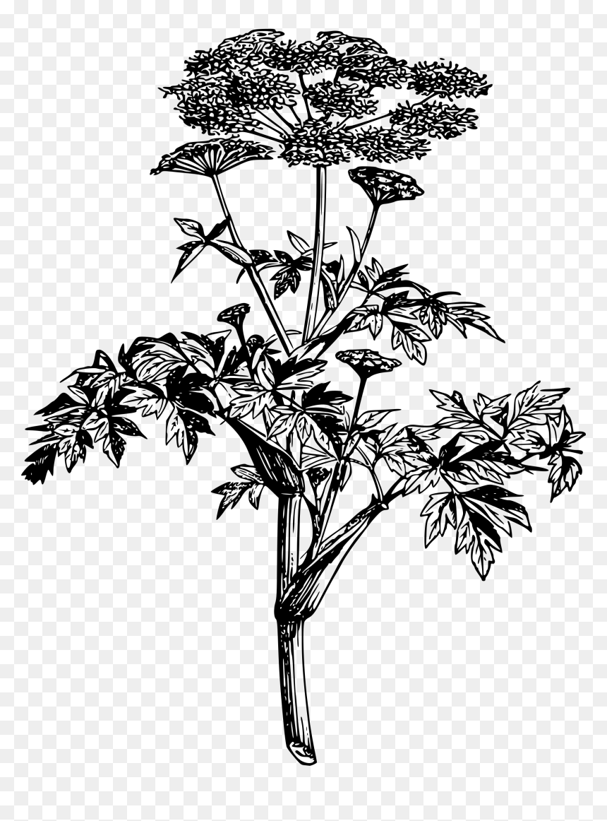 Garden Angelica - Angelica Archangelica Illustration, HD Png Download - tree garden png