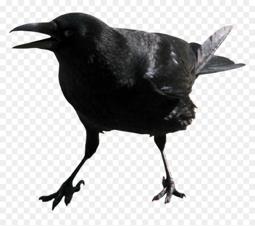 Crow Transparent, HD Png Download - crow png images