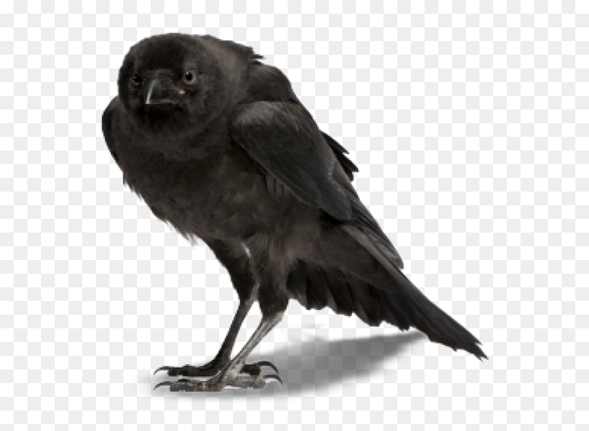 Crow Clipart Png - Crow Png, Transparent Png - crow png images