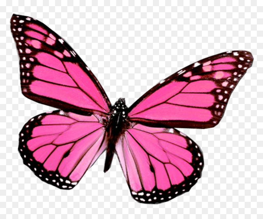 Thumb Image - Pink Butterfly Designs, HD Png Download - butterfly png for photoshop