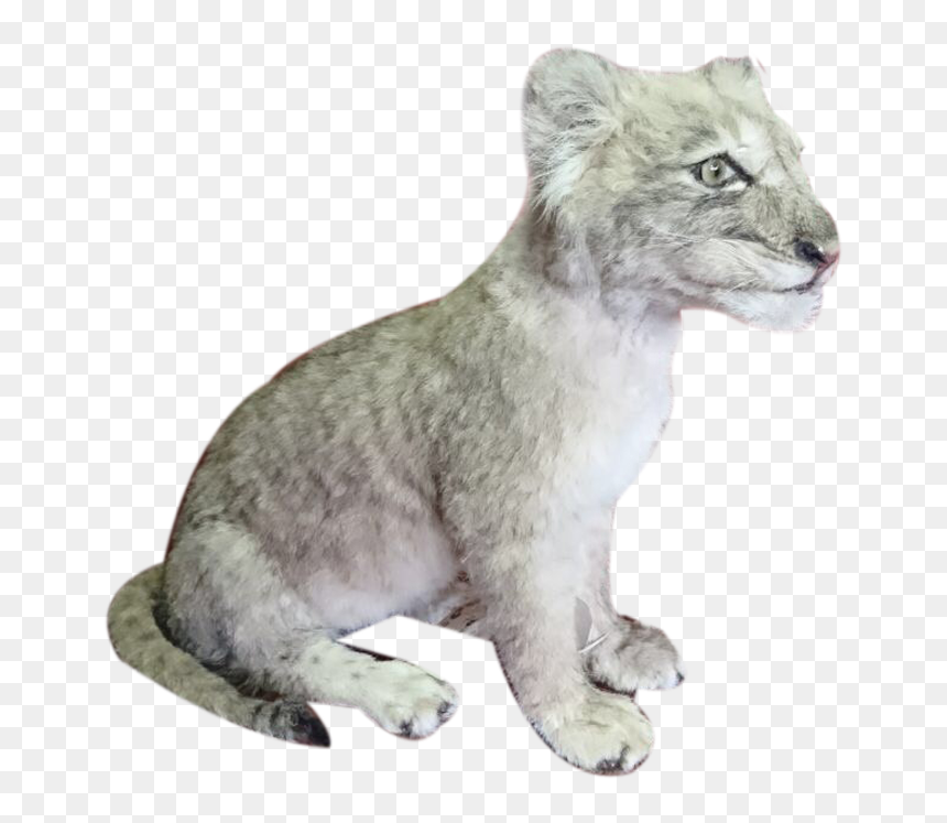 Baby Lion Sitting Full Mount Bl2 - Squitten, HD Png Download - lion sitting png