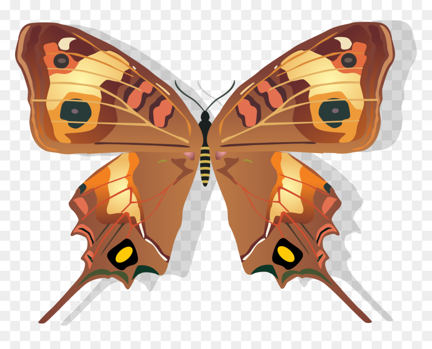 Butterfly Drawings, HD Png Download - png images of butterfly