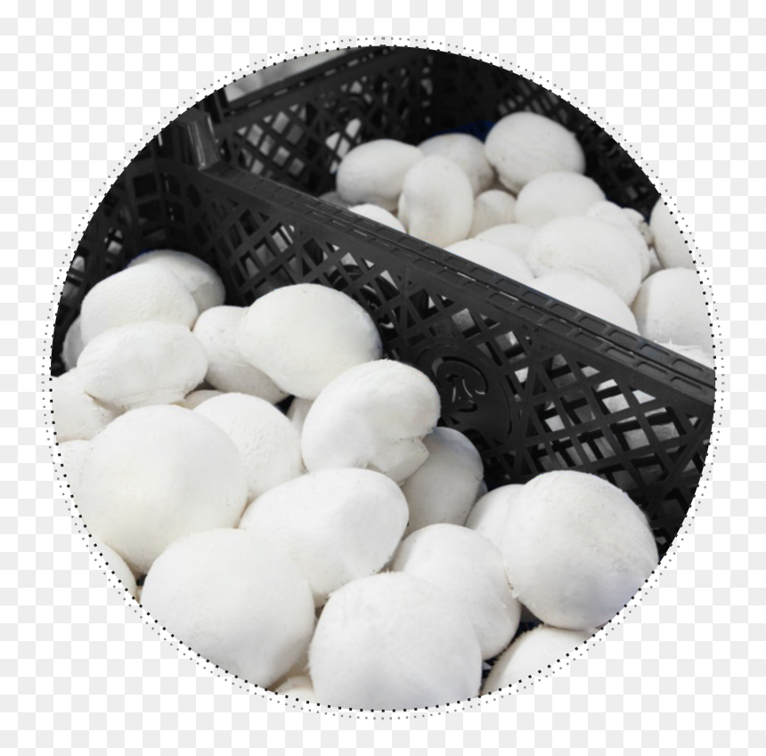 Boiled Egg, HD Png Download - mashroom png