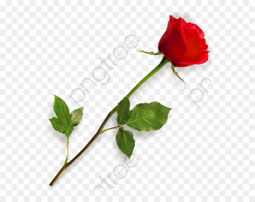 Stem Clipart Red Rose - Picsart Png Effect Download, Transparent Png - vhv