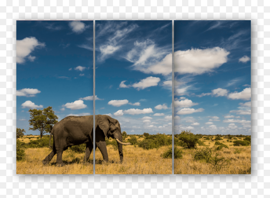 Triptych Elephant Sky - Indian Elephant, HD Png Download - indian bull png