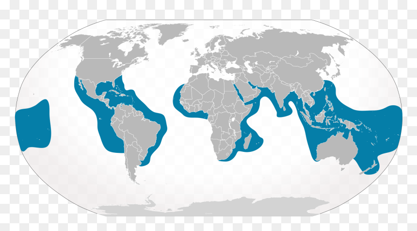 Tiger Shark Range, HD Png Download - left shark png