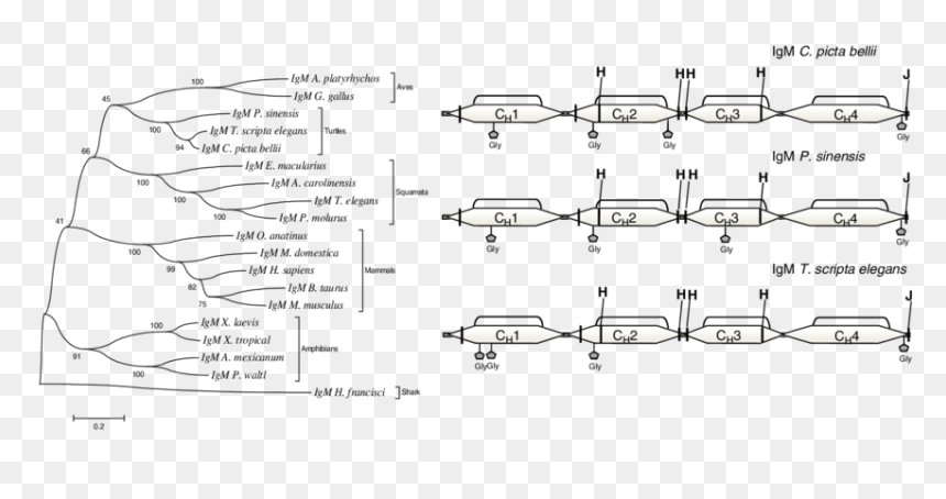 Diagram, HD Png Download - left shark png