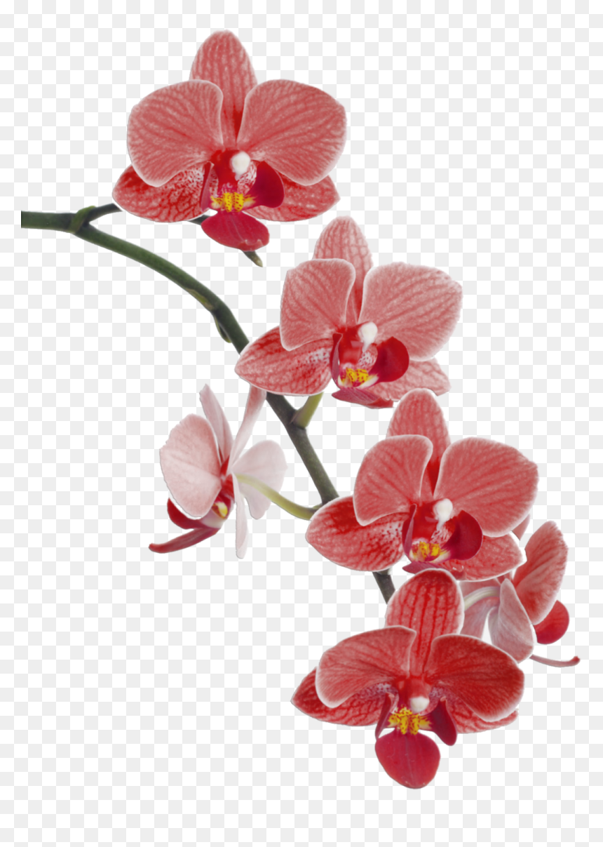 Flower Cypripedium Waling-waling Popular Orchids Orchid, HD Png Download - popular png