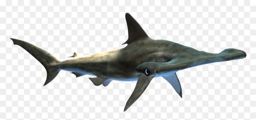 Shark, Hammer Head, Sea Life, Endangered, Wildlife, - Tiburon Martillo Png, Transparent Png - shark head png
