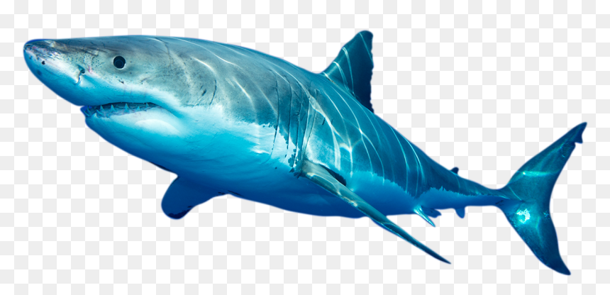 Photo Of White Shark - Swordfish, HD Png Download - shark head png