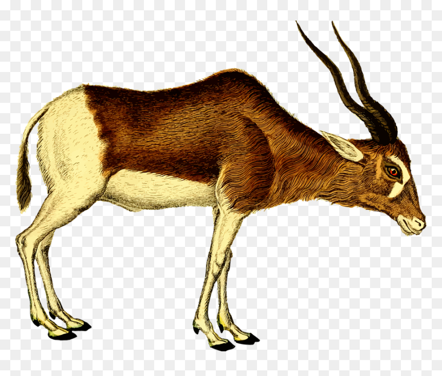 Animal, Antelope, Mammal, Zoo - Antelope Clipart, HD Png Download - antelope png