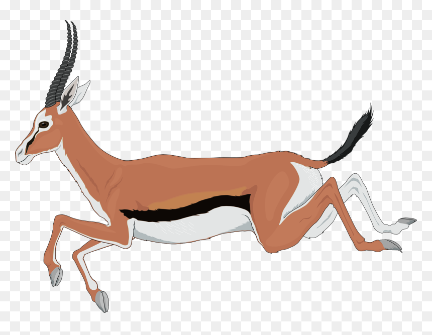 Antelope Clipart, HD Png Download - antelope png