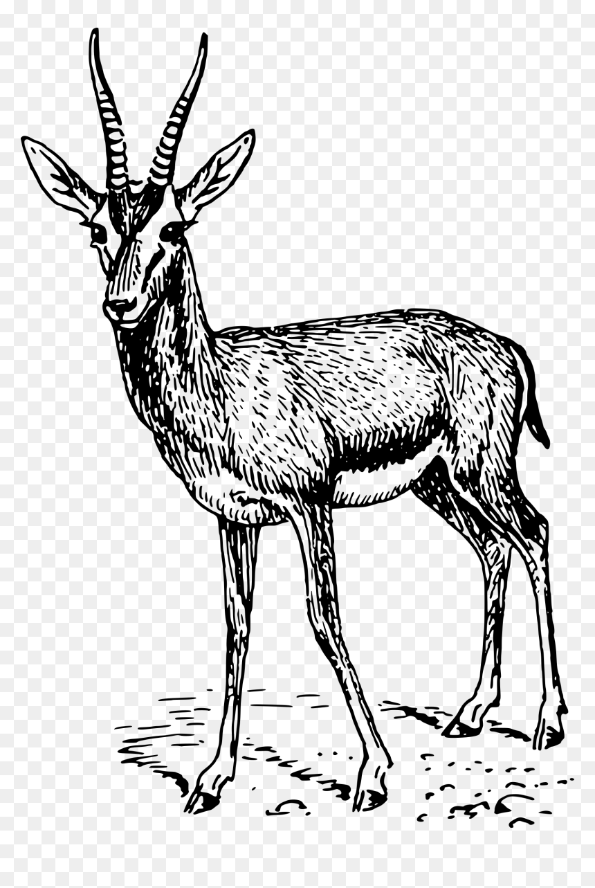 Gazelle Clip Arts - Gazelle Drawing, HD Png Download - antelope png