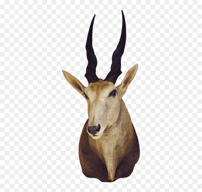 3371m Antelope Shoulder Mount - Common Eland, HD Png Download - antelope png