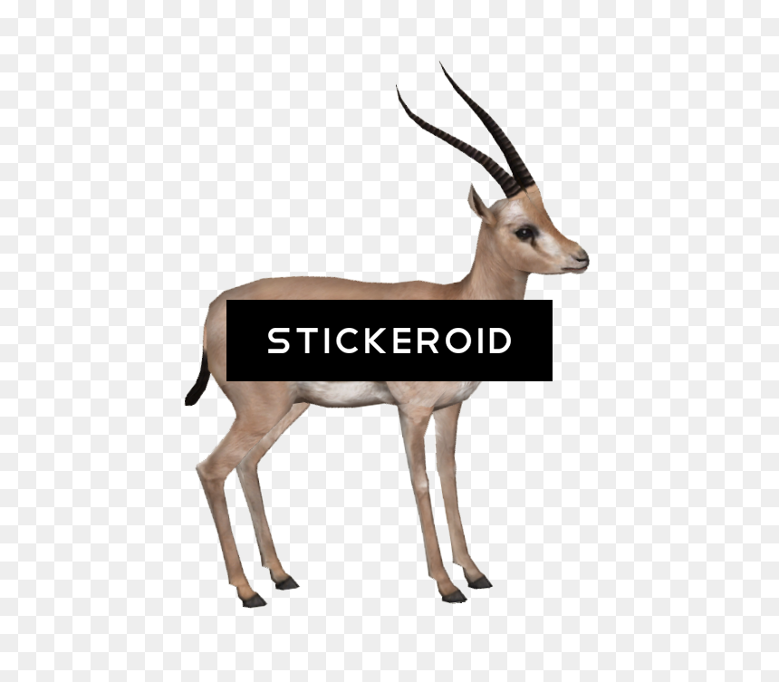 Antelope - Thomson's Gazelle, HD Png Download - antelope png