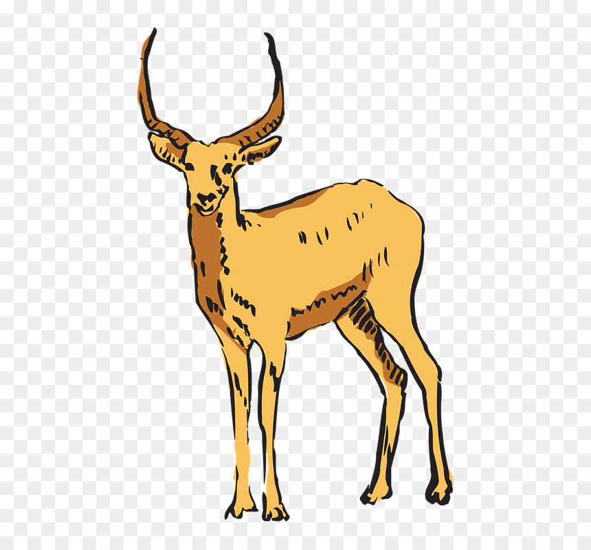 Antelope, Forest, Standing, Horns, Animal, Mammal - Antelope, HD Png Download - antelope png