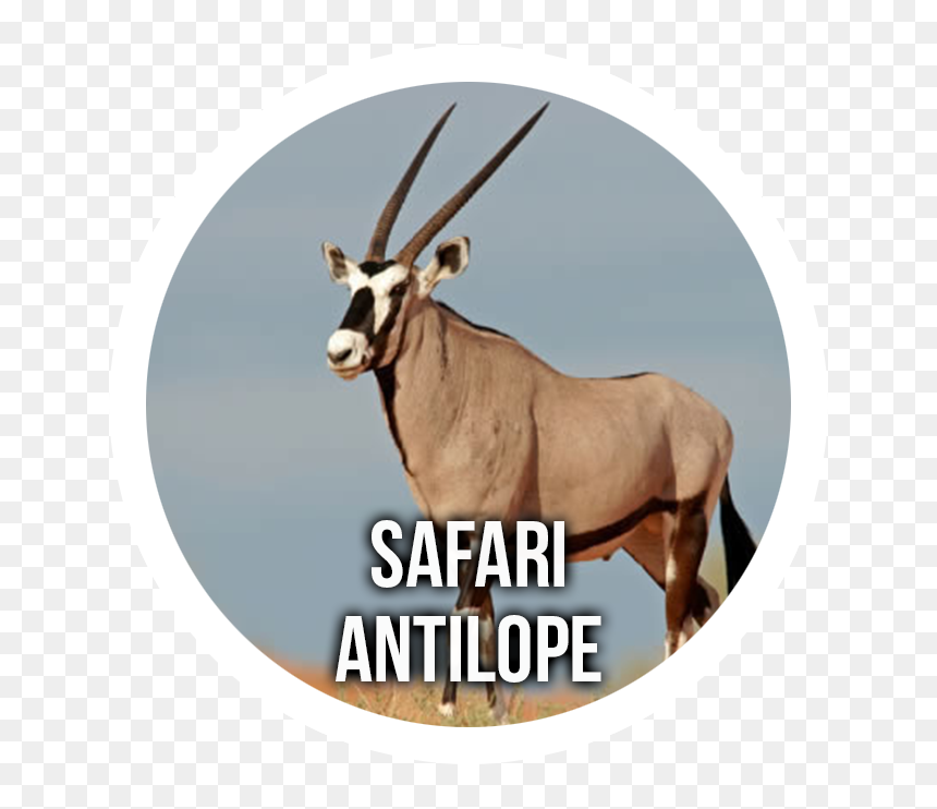 Antelope Safari - Imagen Del Antilope, HD Png Download - antelope png