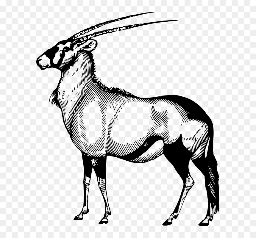 Africa, African, Animal, Antelope, Mammal - Oryx Black And White, HD Png Download - antelope png
