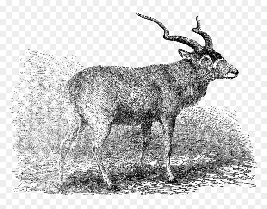 Elk, HD Png Download - antelope png