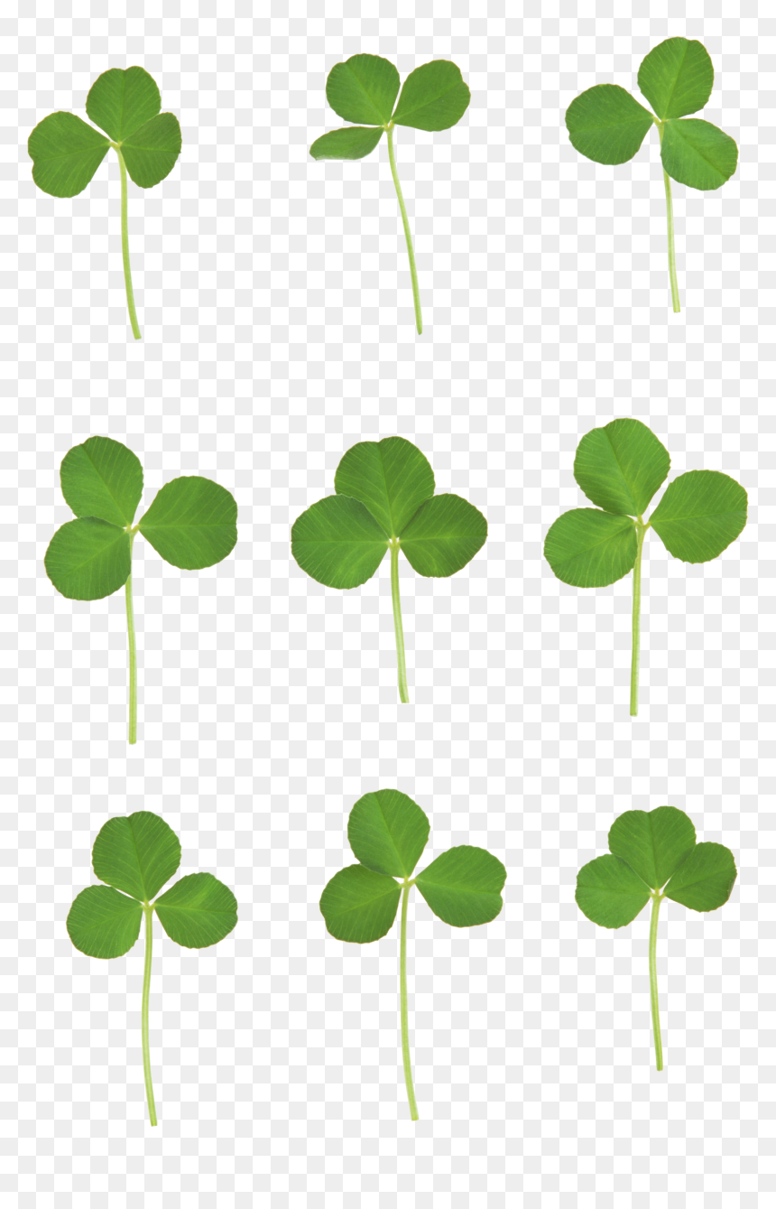 Клевер Пнг, HD Png Download - four leaf clover png