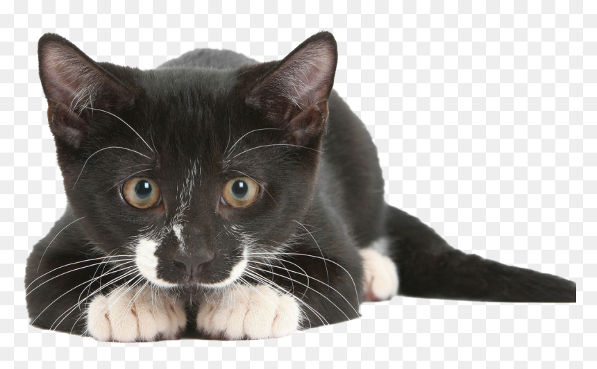 Super Sense Of Cat, HD Png Download - black cat png